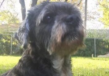 Person, an adoptable schnauzer & terrier mix in houston, texas.