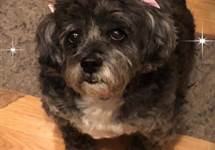 A black and white dog with a pink bow sitting on a wooden floor.