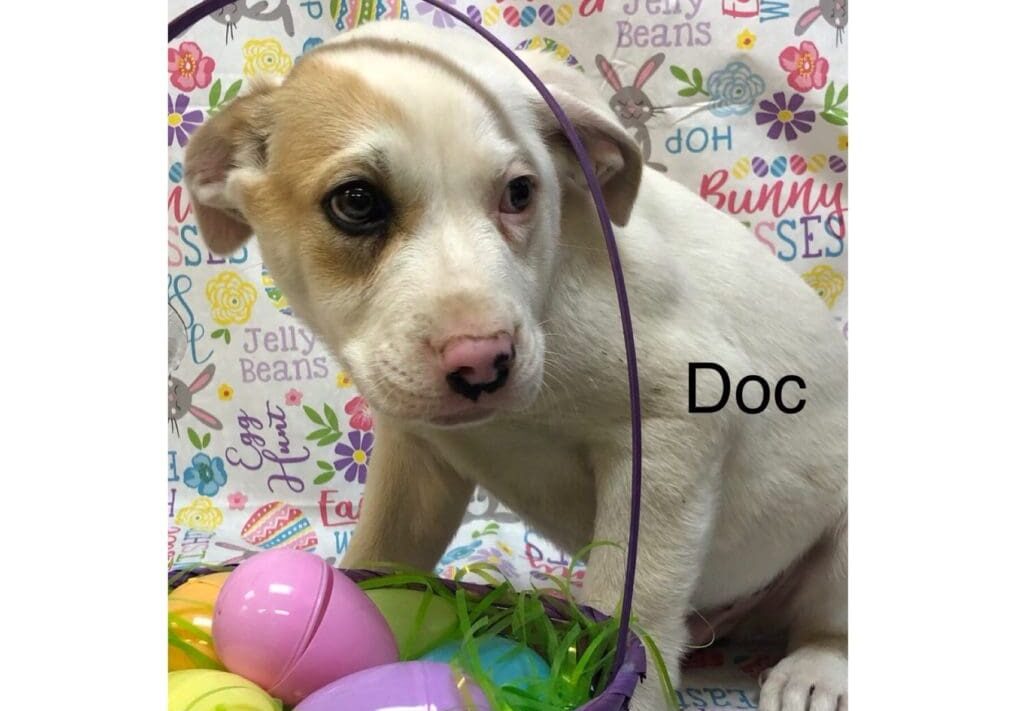 A white and brown dog is sitting next to an easter basket.