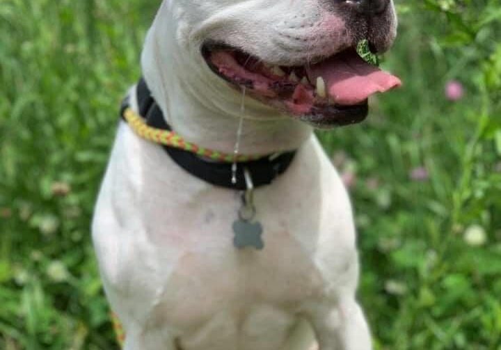 Person, an adoptable pit bull terrier & chihuahua mix in cleveland, oh.