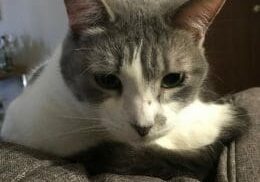 A gray and white cat sitting on a couch.