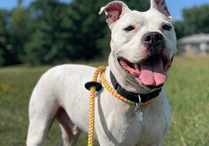 A white dog standing in a field with a leash.