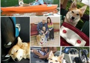 A collage of pictures of a dog in a kayak.