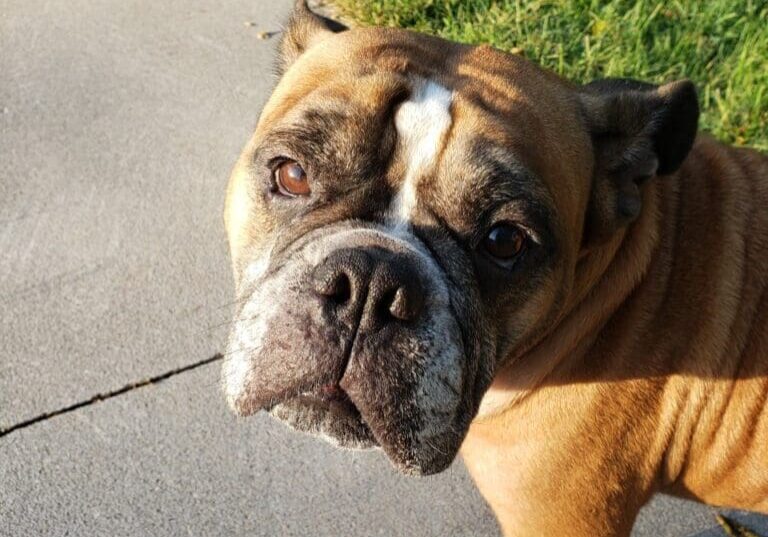 A brown and white bulldog standing on a sidewalk.