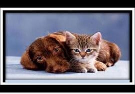 A brown dog and a kitten laying on top of each other.