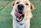 A dog is standing on the grass with his tongue out.