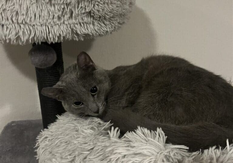 Gray cat relaxing on a cat tree.