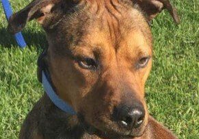 A brown dog with a blue collar sitting in the grass.