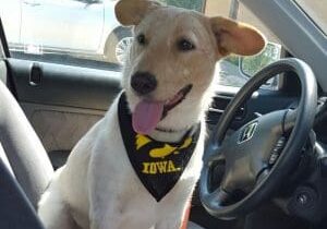 A white dog sitting in the driver's seat of a car.