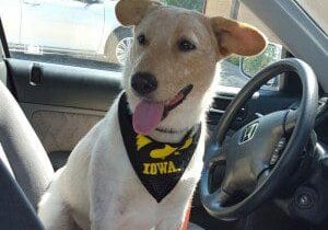 A dog wearing a bandana sits in the driver's seat of a car.