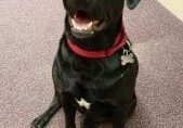 A black dog sitting on the floor in a store.