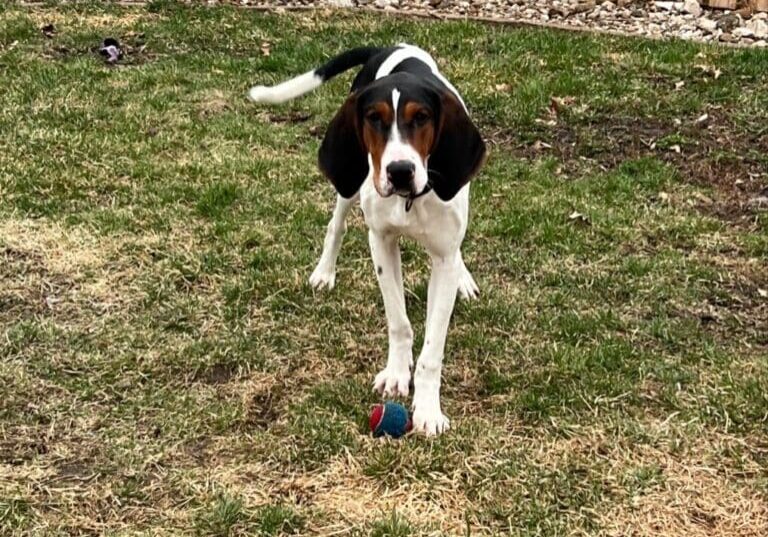 A beagle playing with a ball in the yard.