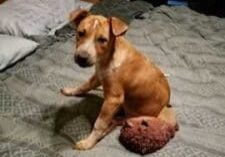 A small brown dog sitting on a bed with a stuffed animal.