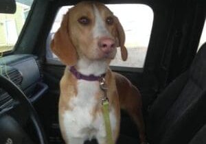 A dog sitting in the driver's seat of a car.