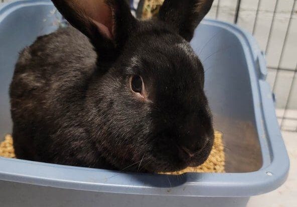 A black rabbit sitting in a blue container.