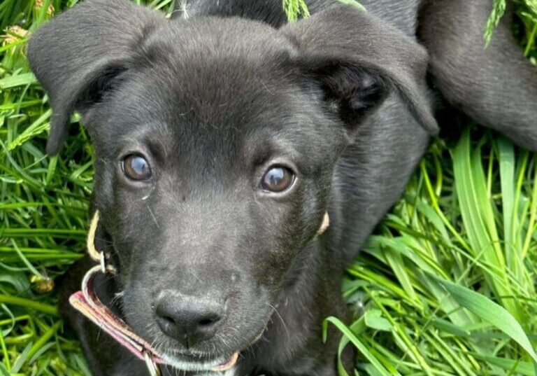 A black puppy laying in the grass.