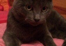 A gray cat laying on a pink blanket.