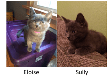 Eloise and sully, two grey kittens.