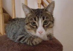 A tabby cat sitting on a brown cat bed.