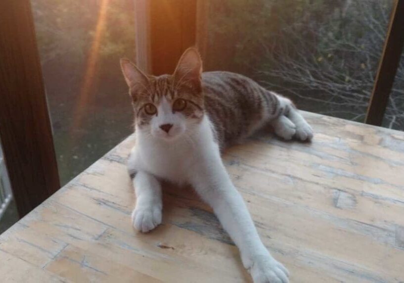 A cat laying on a table in front of a window.