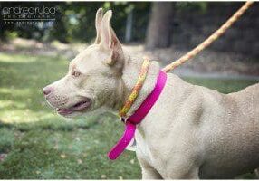 A white dog with a pink leash standing in the grass.