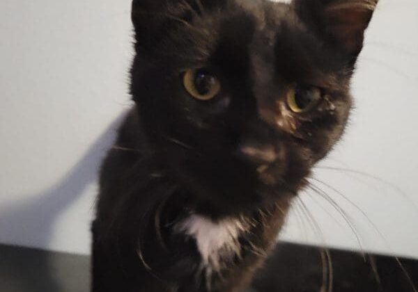 A black cat standing on top of a table.