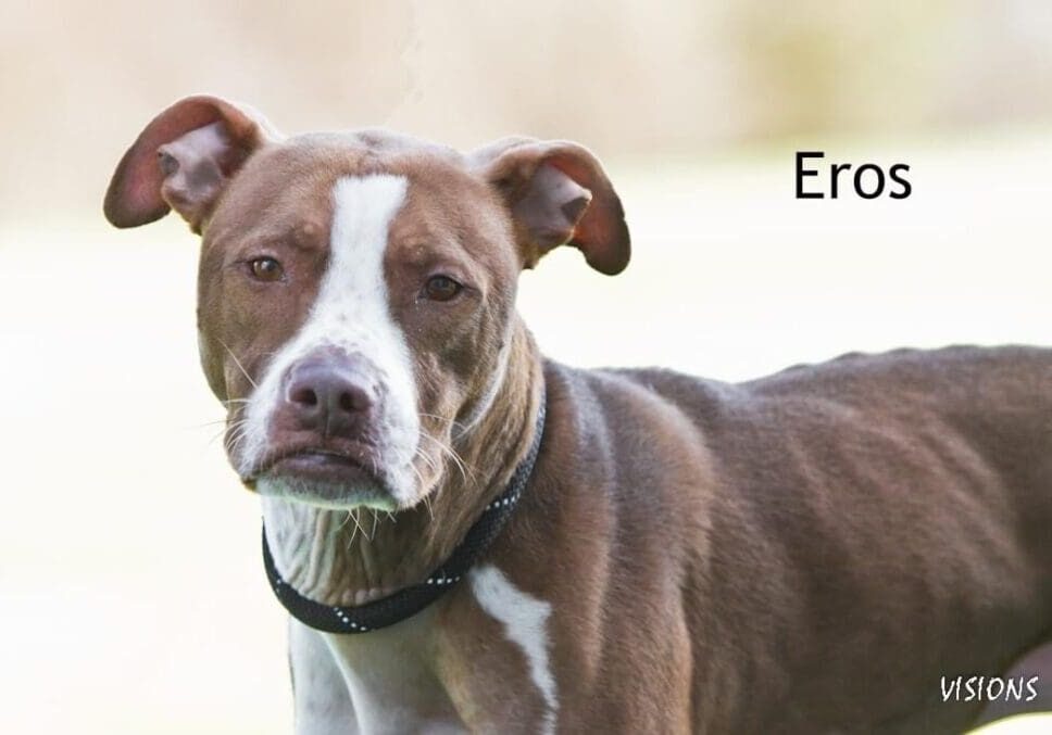 Brown and white dog named Eros.