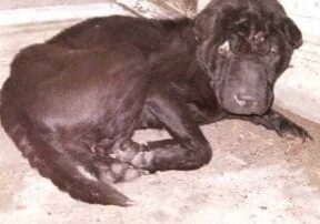 A black dog laying on the ground in front of a window.