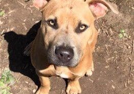 A brown dog sitting in the dirt looking at the camera.