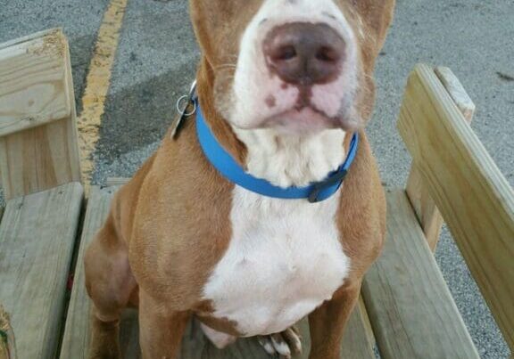 A brown and white dog sitting on a wooden bench.