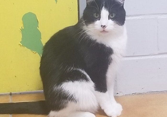 A black and white cat sitting in front of a yellow door.