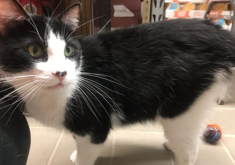 A black and white cat standing on a tile floor.