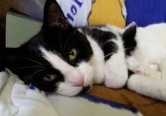 A black and white cat laying on a blanket.