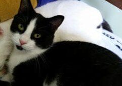 Two black and white cats laying on a bed.