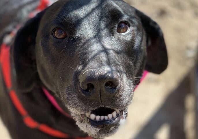 Person, an adoptable labrador retriever & golden retriever mix in san diego, ca.