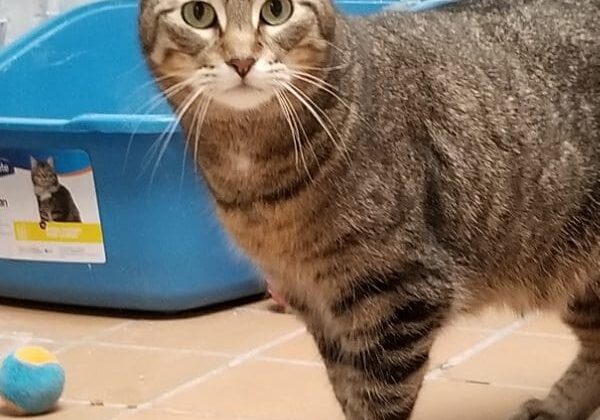 A tabby cat standing in a room with toys.