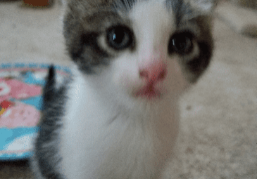 A kitten standing on the floor with the words frankie.