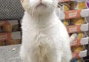 An adoptable cat sitting on a chair in a store.