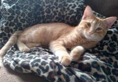 An orange tabby cat laying on a leopard print blanket.