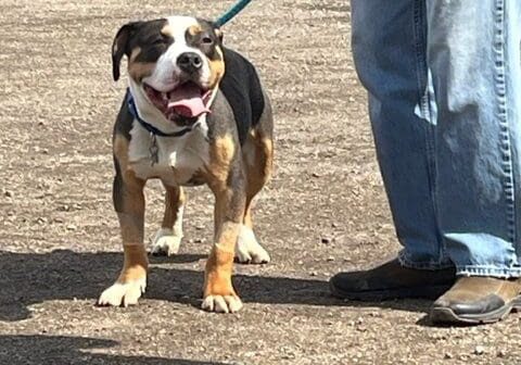 A dog standing next to a person on a leash.