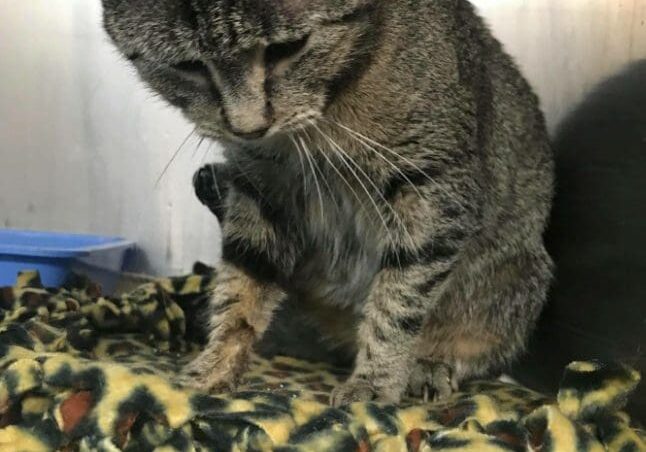 A tabby cat is sitting on top of a blanket.