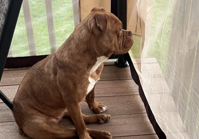 A brown dog sitting on a chair in front of a window.