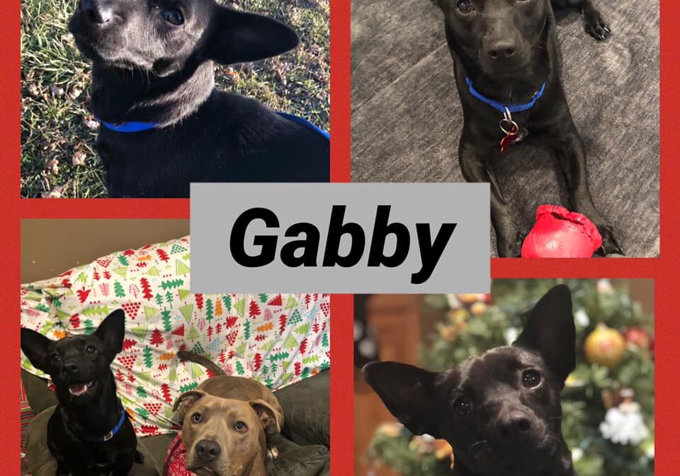 A collage of pictures of a black dog with the word gabby.