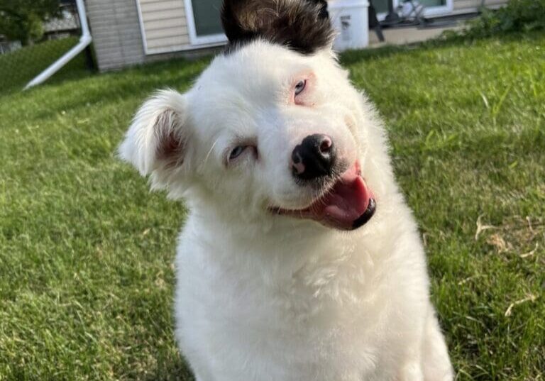 A white dog sitting on the grass in front of a house.