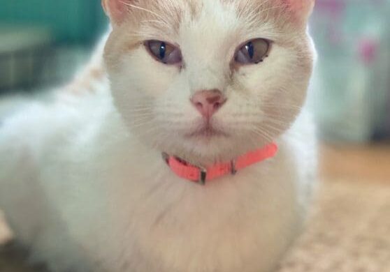 An orange and white cat with a pink collar.