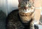 A tabby cat sitting on a blanket in front of a window.