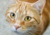 An orange tabby cat looking up at the camera.