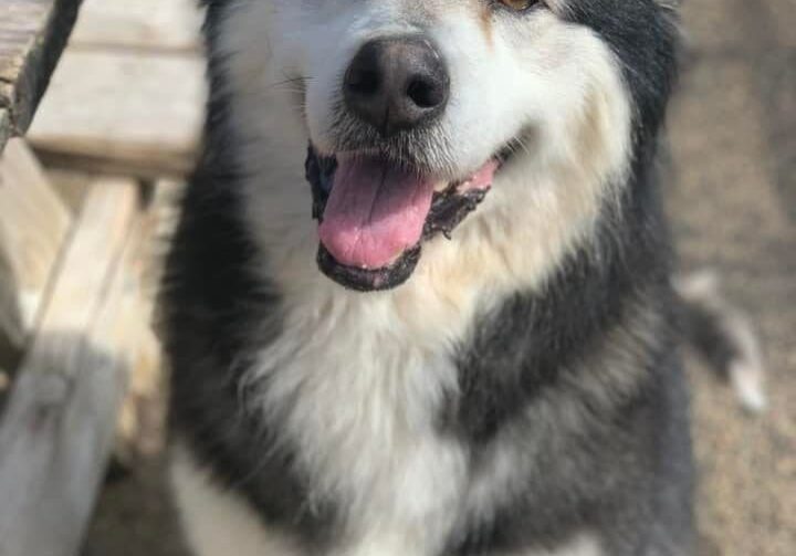 A black and white husky dog sitting on a wooden bench.