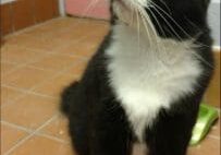 A black and white cat sitting on a tile floor.