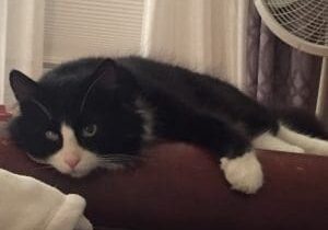 A black and white cat laying on top of a bed.